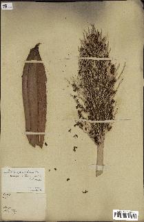 spécimen de Phoenix reclinata