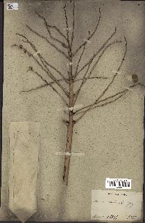 spécimen de Phoenix reclinata
