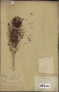 spécimen de Phoenix reclinata