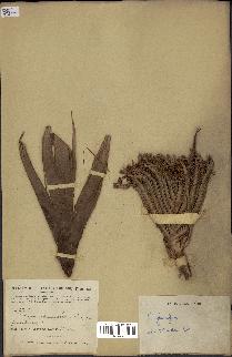 spécimen de Raphia farinifera