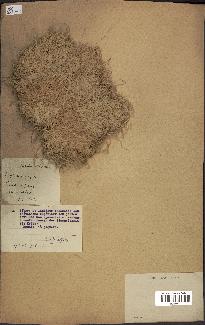 spécimen de Raphia sudanica
