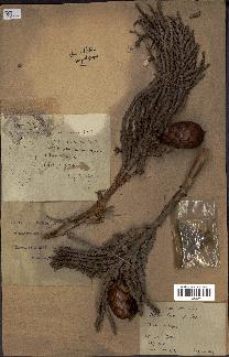 spécimen de Raphia sp.