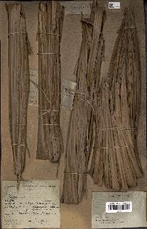 spécimen de Raphia sudanica