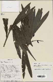 spécimen de Dypsis coriacea