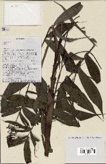 spécimen de Dypsis sp.