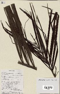 spécimen de Dypsis tsaratananensis