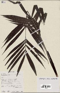 spécimen de Dypsis scottiana