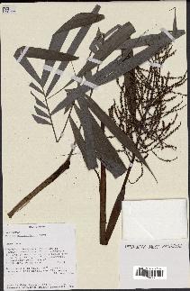 spécimen de Dypsis pinnatifrons
