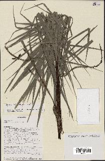 spécimen de Dypsis heterophylla