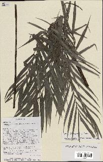 spécimen de Dypsis heterophylla