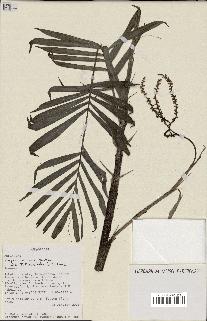 spécimen de Dypsis concinna