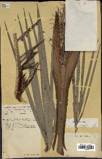 spécimen de Phoenix reclinata