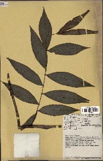 spécimen de Desmoncus macroacanthos