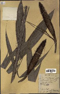 spécimen de Bactris sp.
