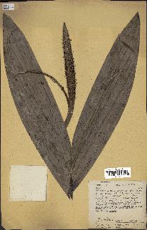 spécimen de Bactris sp.