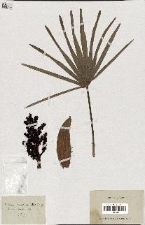 spécimen de Chamaerops humilis