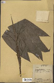 spécimen de Geonoma sp.