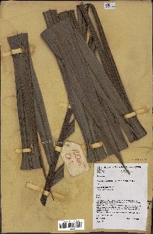 spécimen de Basselinia pancheri