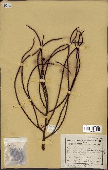 spécimen de Basselinia pancheri