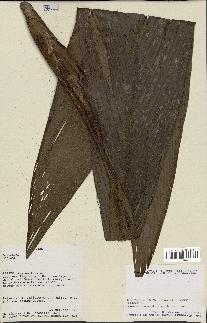spécimen de Geonoma pycnostachys