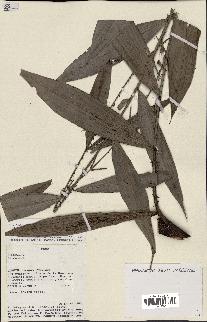 spécimen de Desmoncus polyacanthos