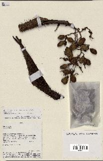 spécimen de Desmoncus polyacanthos