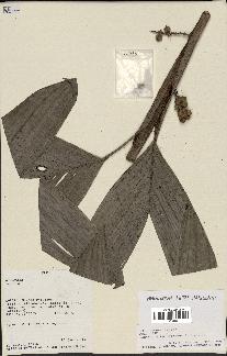 spécimen de Bactris simplicifrons