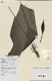 spécimen de Bactris oligocarpa