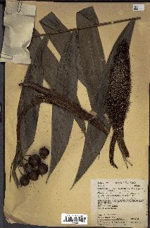 spécimen de Bactris sp.