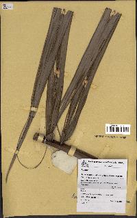 spécimen de Actinokentia divaricata
