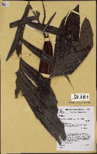 spécimen de Basselinia gracilis