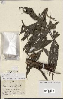spécimen de Desmoncus orthacanthos