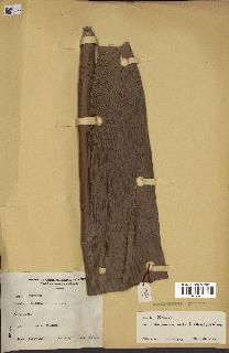 spécimen de Alloschmidia glabrata