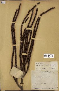 spécimen de Alloschmidia glabrata