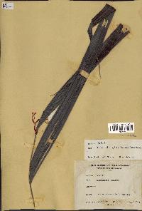 spécimen de Alloschmidia glabrata