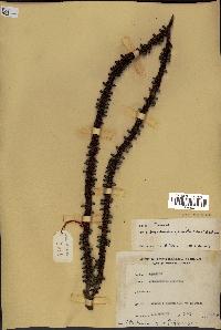 spécimen de Alloschmidia glabrata