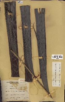 spécimen de Alloschmidia glabrata