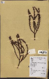 spécimen de Alloschmidia glabrata