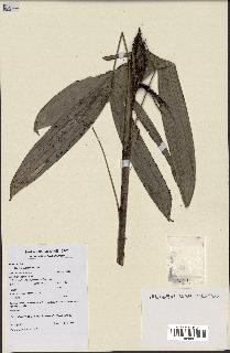 spécimen de Bactris aubletiana