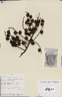 spécimen de Bactris acanthocarpoides