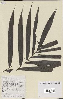 spécimen de Bactris humilis