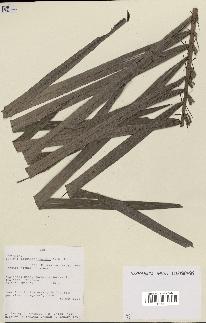 spécimen de Bactris acanthocarpoides