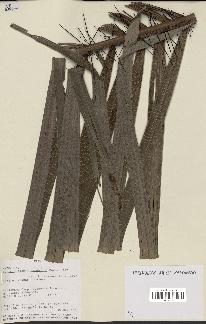 spécimen de Bactris acanthocarpoides