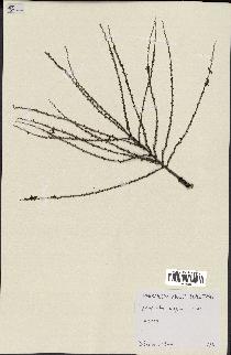 spécimen de Hyospathe elegans