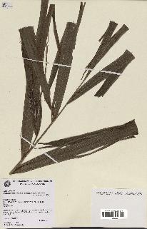 spécimen de Burretiokentia vieillardii