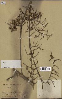 spécimen de Calamus sp.