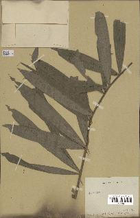 spécimen de Calamus sp.
