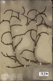 spécimen de Calamus sp.