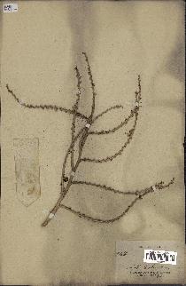 spécimen de Calamus sp.