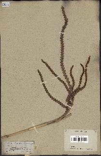 spécimen de Calamus sp.
